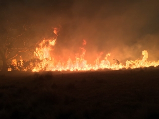 Good Good Fire, burning grass in a paddock